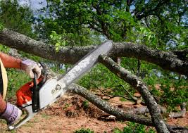 Best Tree Trimming and Pruning  in Copiague, NY