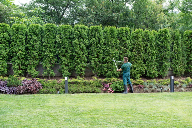 Best Tree Maintenance Programs  in Copiague, NY