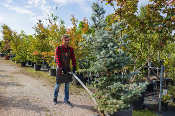 Trusted Copiague, NY Tree Removal Experts